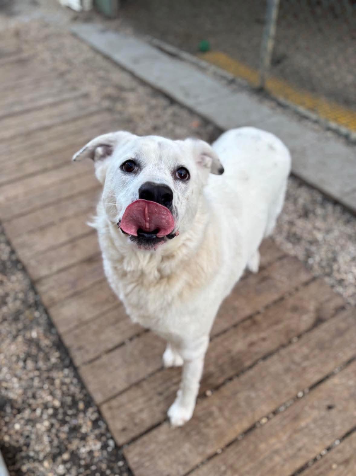 Halligan, Adoptable, Adult Male Labrador Retriever.