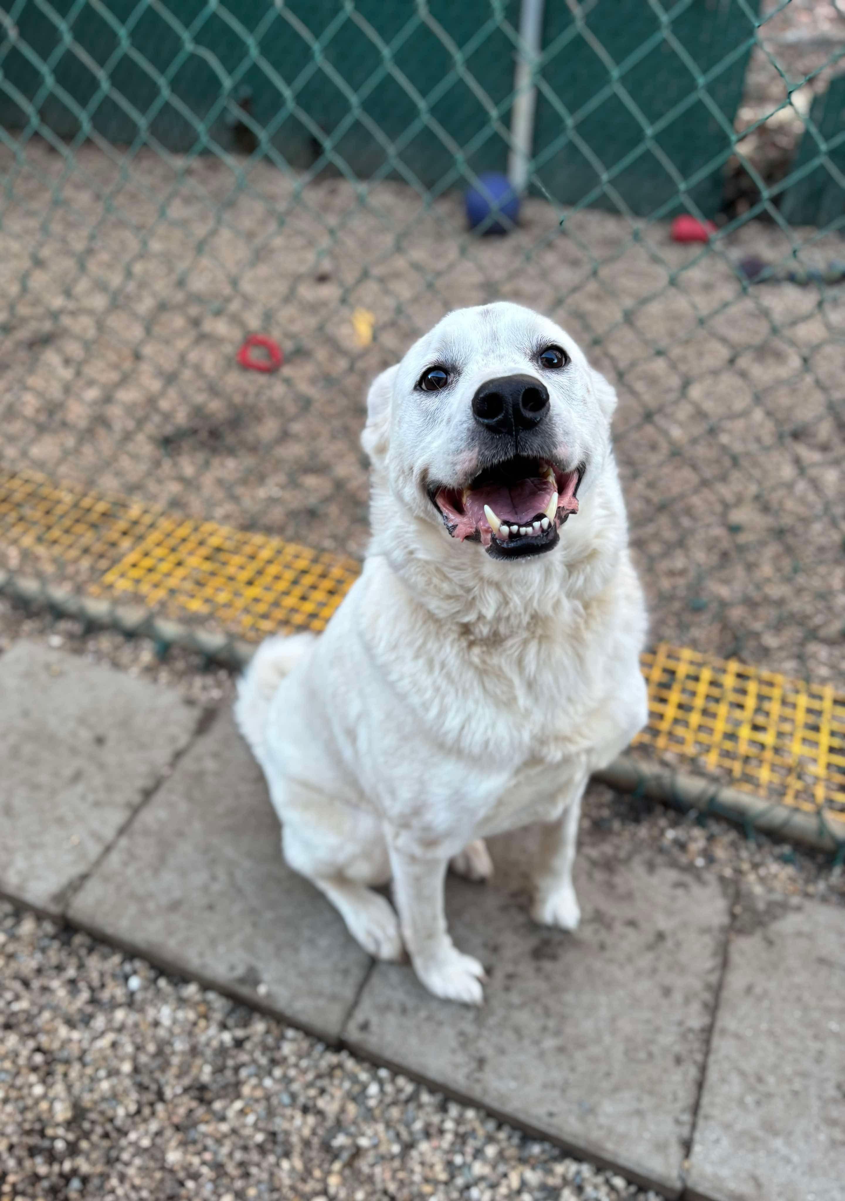Halligan, a Adoptable mixed breed in Matawan, NJ image 2/5