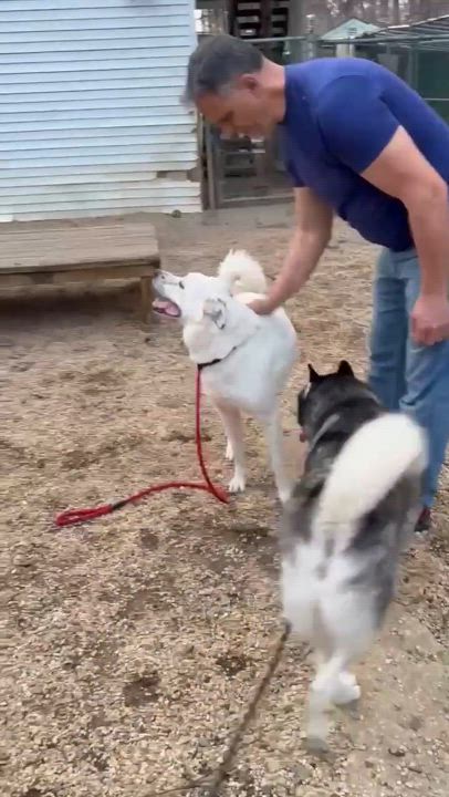 Enlarge Halligan, a Adoptable mixed breed in Matawan, NJ video 4/5