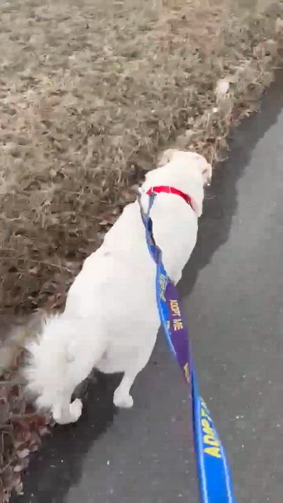 Enlarge Halligan, a Adoptable mixed breed in Matawan, NJ video 5/5