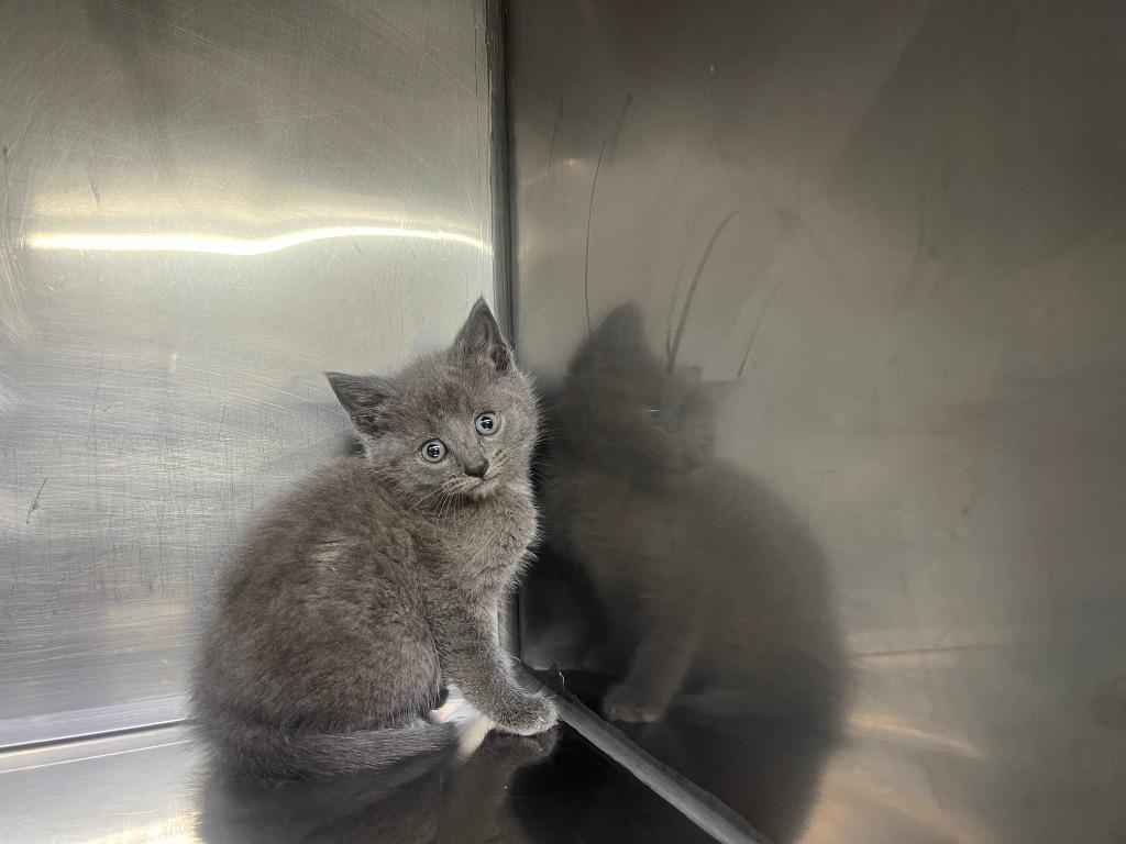 Enlarge Gumdrop, a Adoptable mixed breed in Murray, KY image 1/1