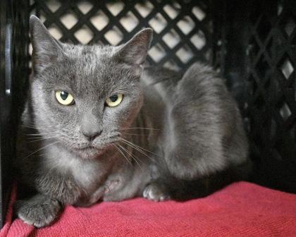 Enlarge Midnight Sky, a Adoptable Domestic Short Hair in West Seneca, NY image 1/2