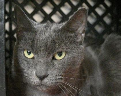Enlarge Midnight Sky, a Adoptable Domestic Short Hair in West Seneca, NY image 2/2