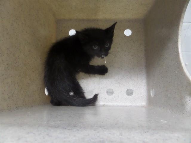 WEBBER, Adoptable, Kitten Male Domestic Short Hair.