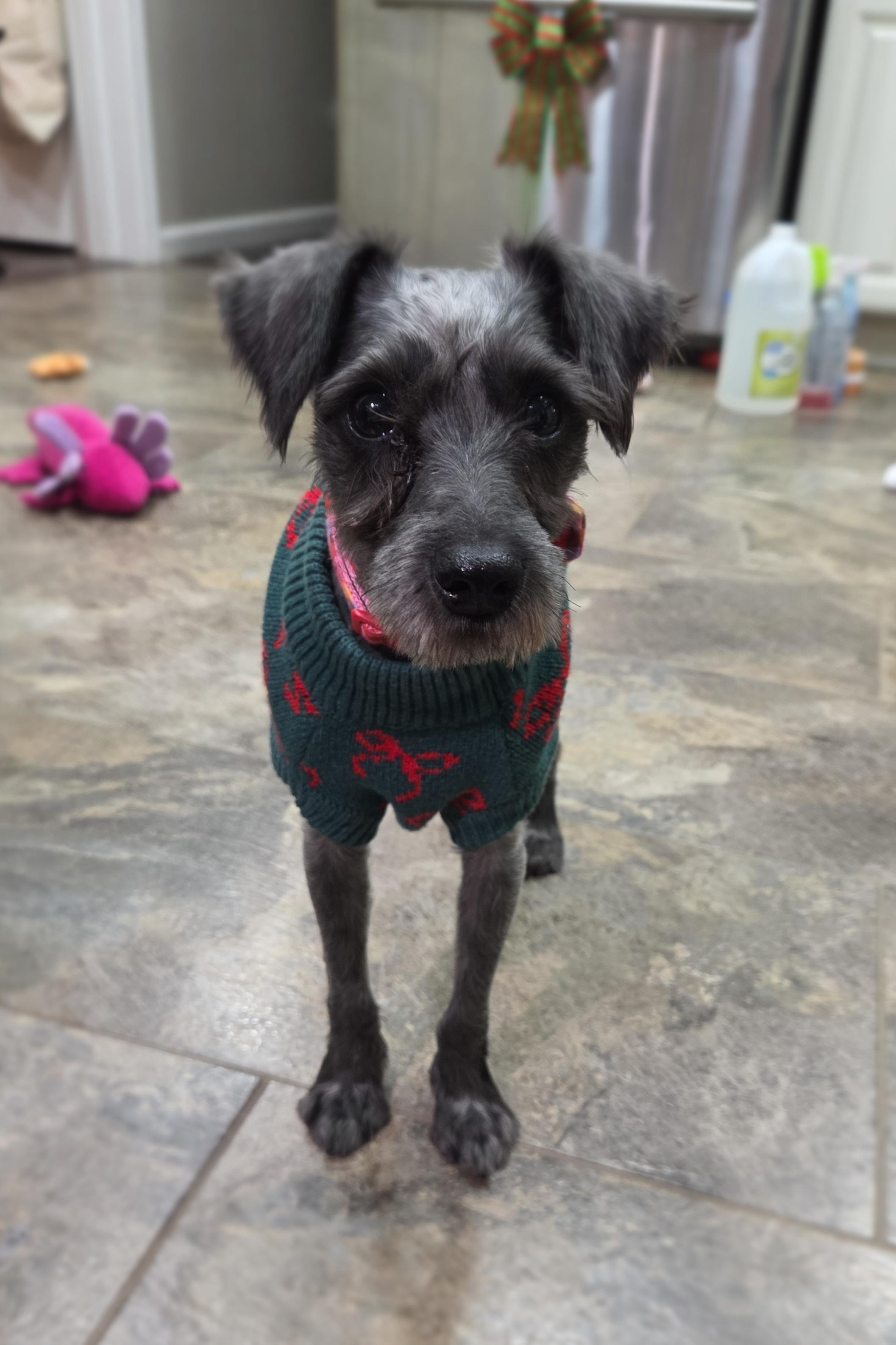 Greta, a Adoptable mixed breed in Brunswick, ME image 1/5