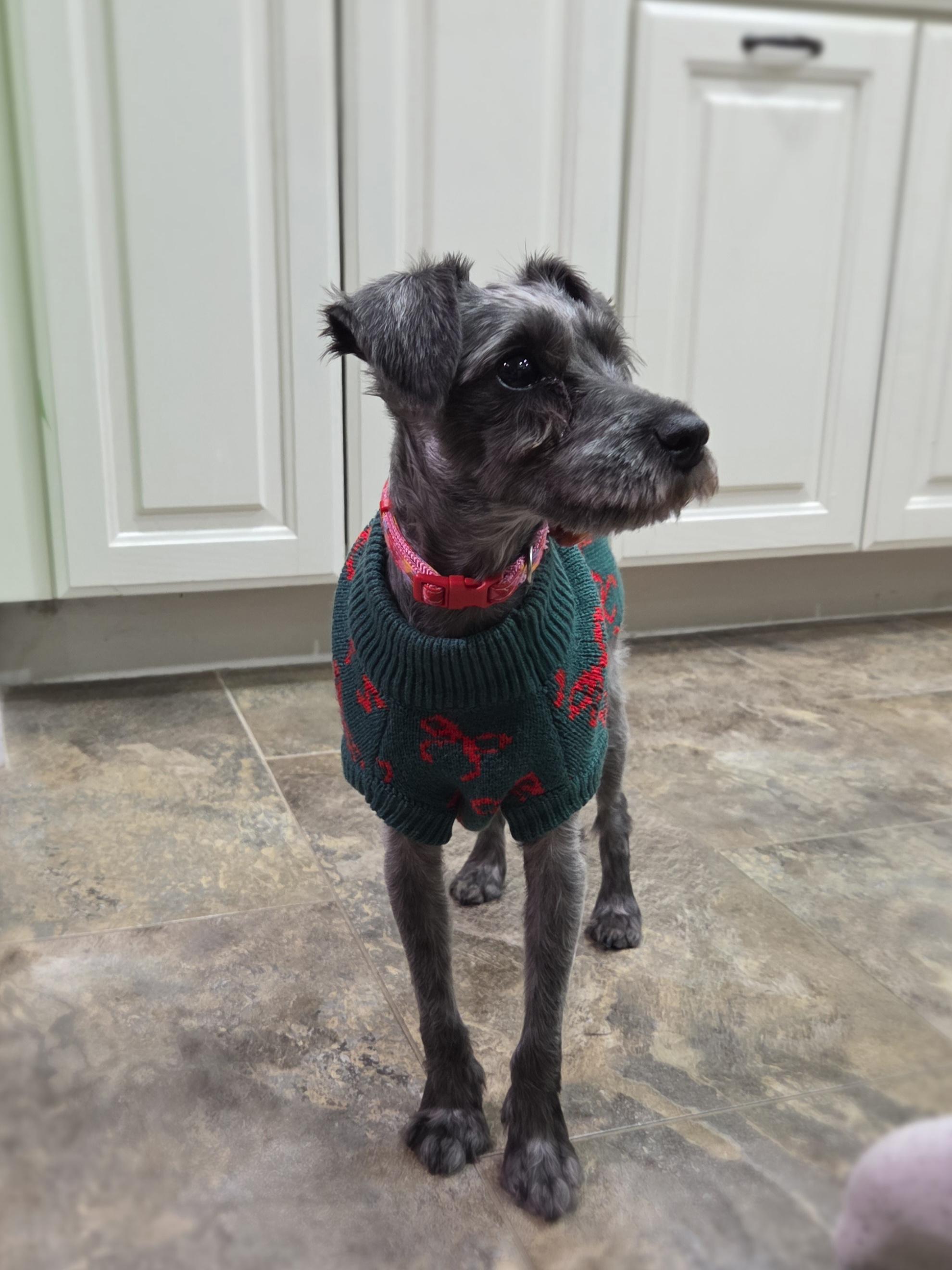Greta, a Adoptable mixed breed in Brunswick, ME image 2/5