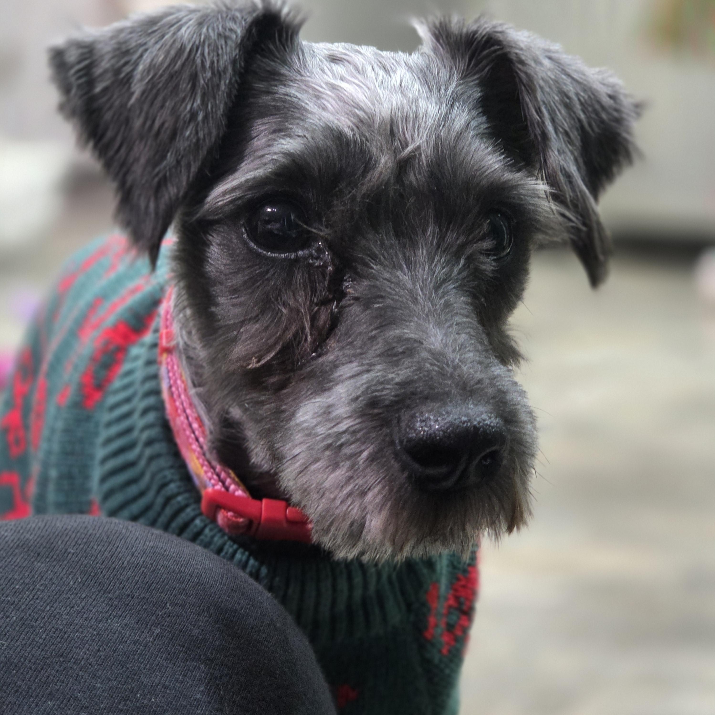 Greta, a Adoptable mixed breed in Brunswick, ME image 3/5