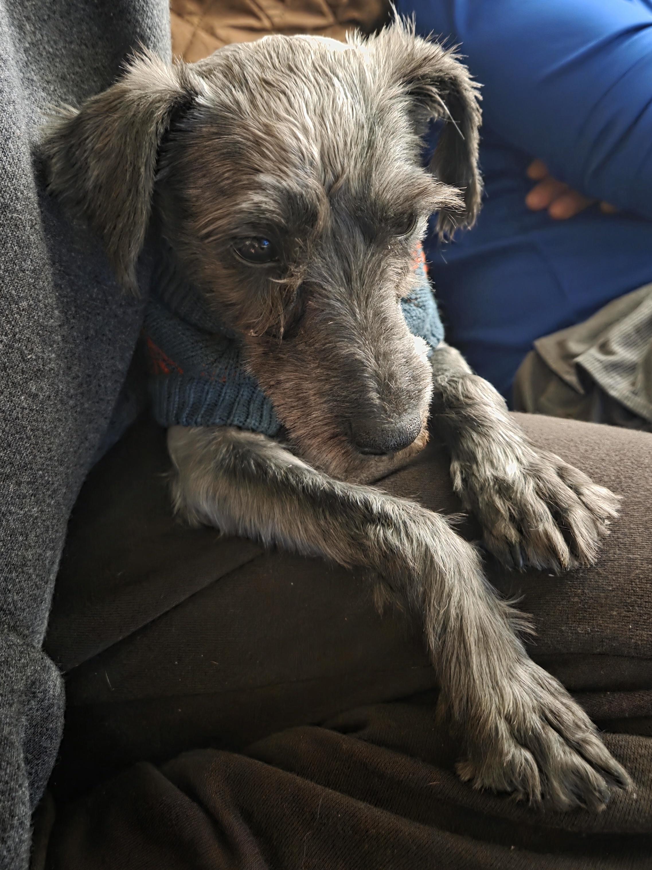 Greta, a Adoptable mixed breed in Brunswick, ME image 4/5