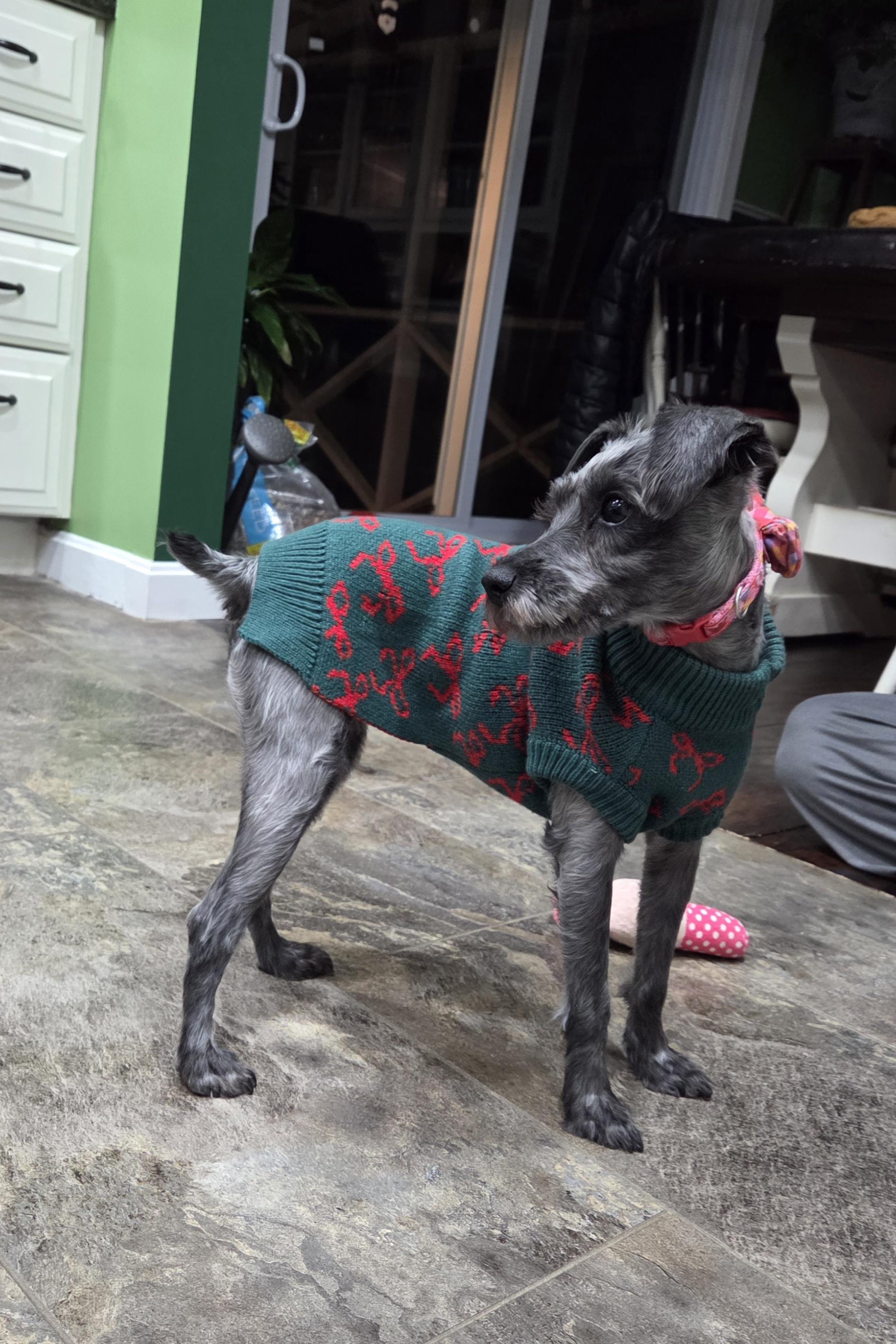 Greta, a Adoptable mixed breed in Brunswick, ME image 5/5