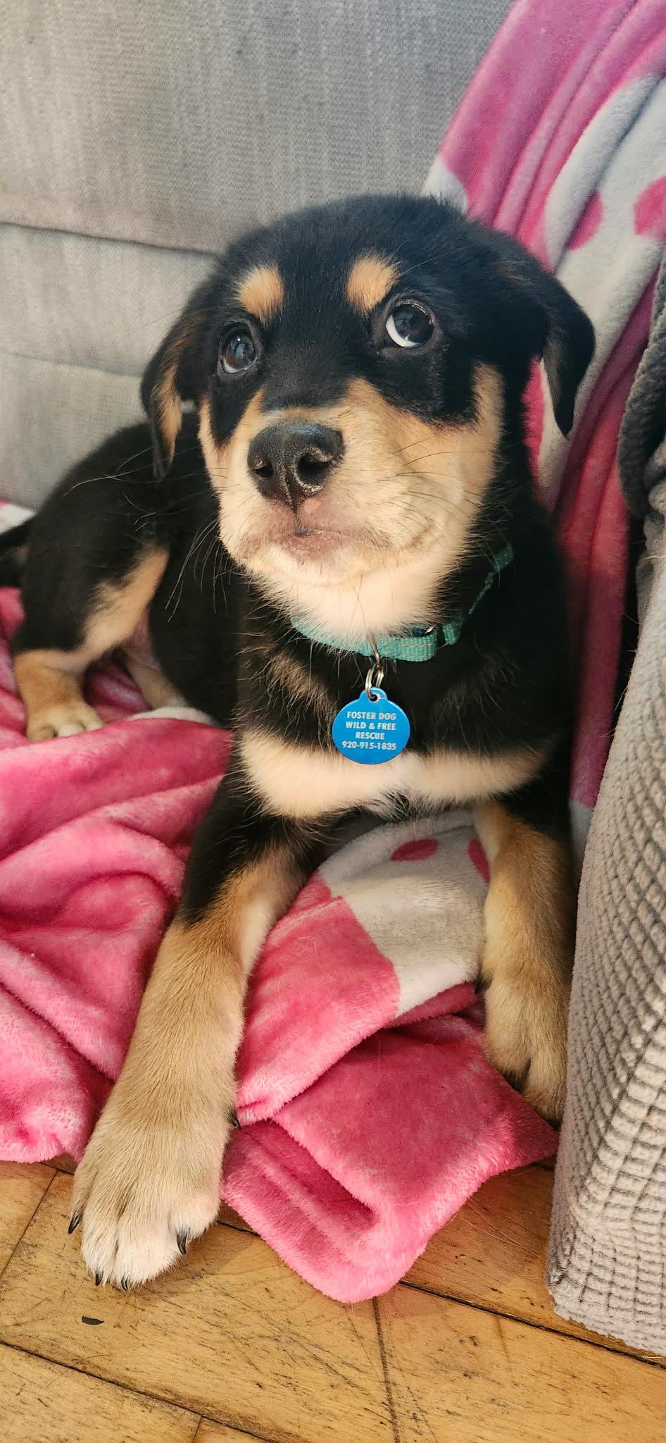 Jojo, a ADOPTABLE mixed breed in De Pere, WI image 1/2