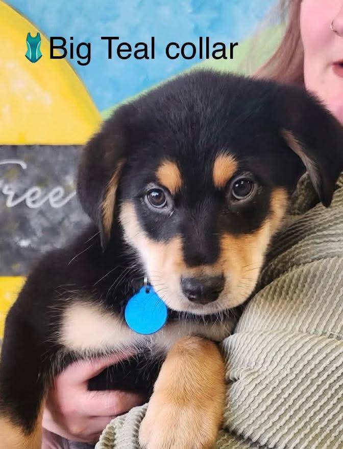 Jojo, a ADOPTABLE mixed breed in De Pere, WI image 2/2