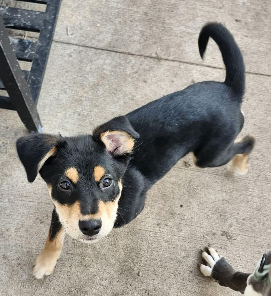 Enlarge Jojo, a ADOPTABLE mixed breed in De Pere, WI image 1/3