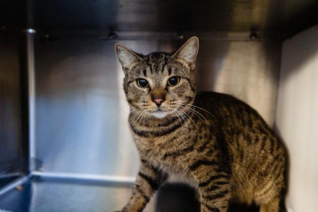 OCTOBER, Adoptable, Young Male Domestic Short Hair.