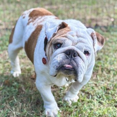 Jelly Roll, Adoptable, Adult Female English Bulldog.