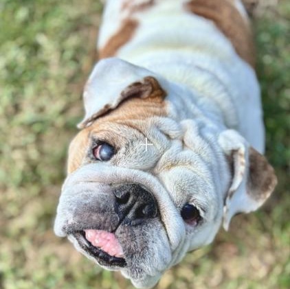 Jelly Roll, a Adoptable English Bulldog in Midlothian, VA image 5/5