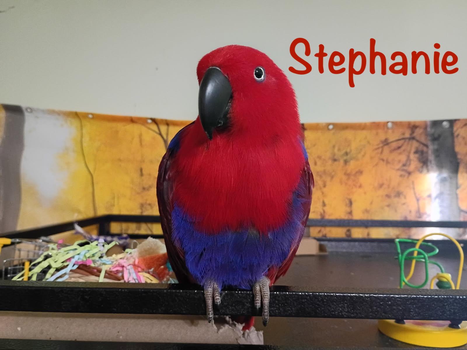 Stephanie, adopted, Adult Female Eclectus.