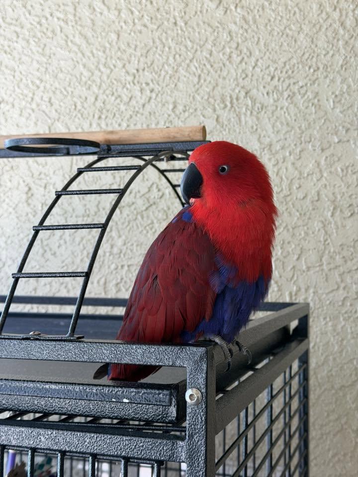 Enlarge Stephanie, an adopted Eclectus in Zephyrhills, FL image 2/2