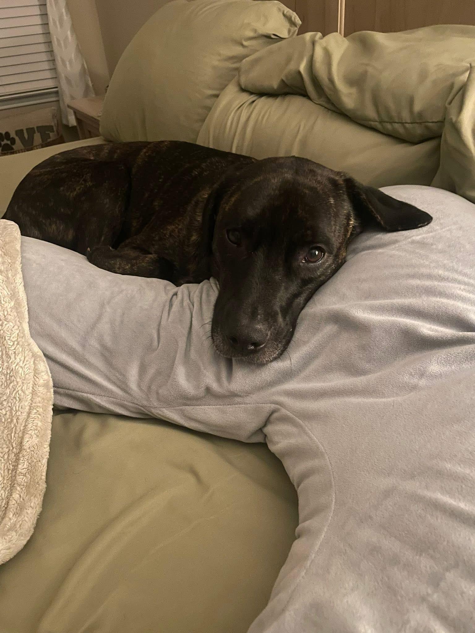 Kim ** COURTESY POST**, a Adoptable mixed breed in Frisco, TX image 2/5