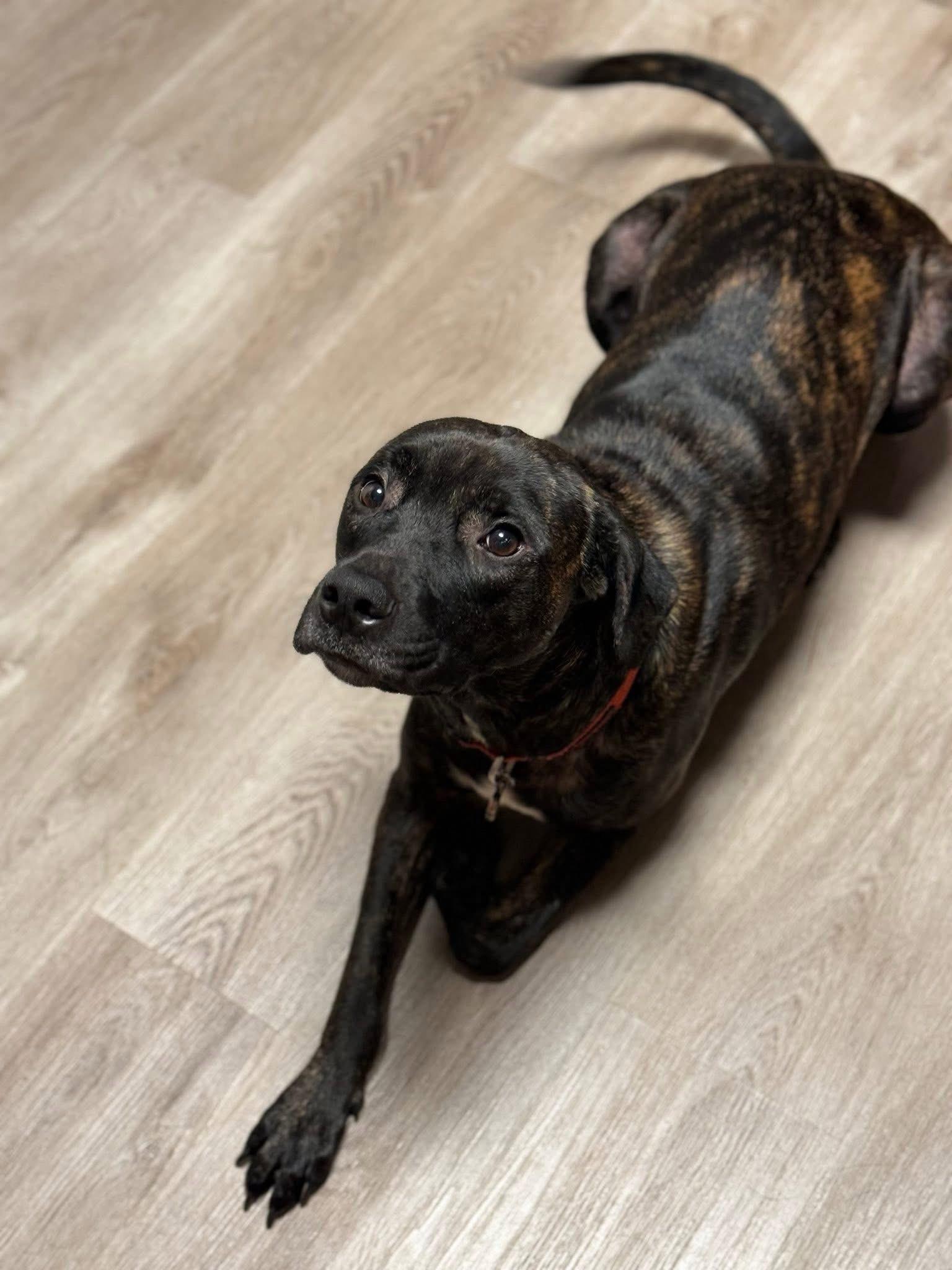 Kim ** COURTESY POST**, a Adoptable mixed breed in Frisco, TX image 3/5