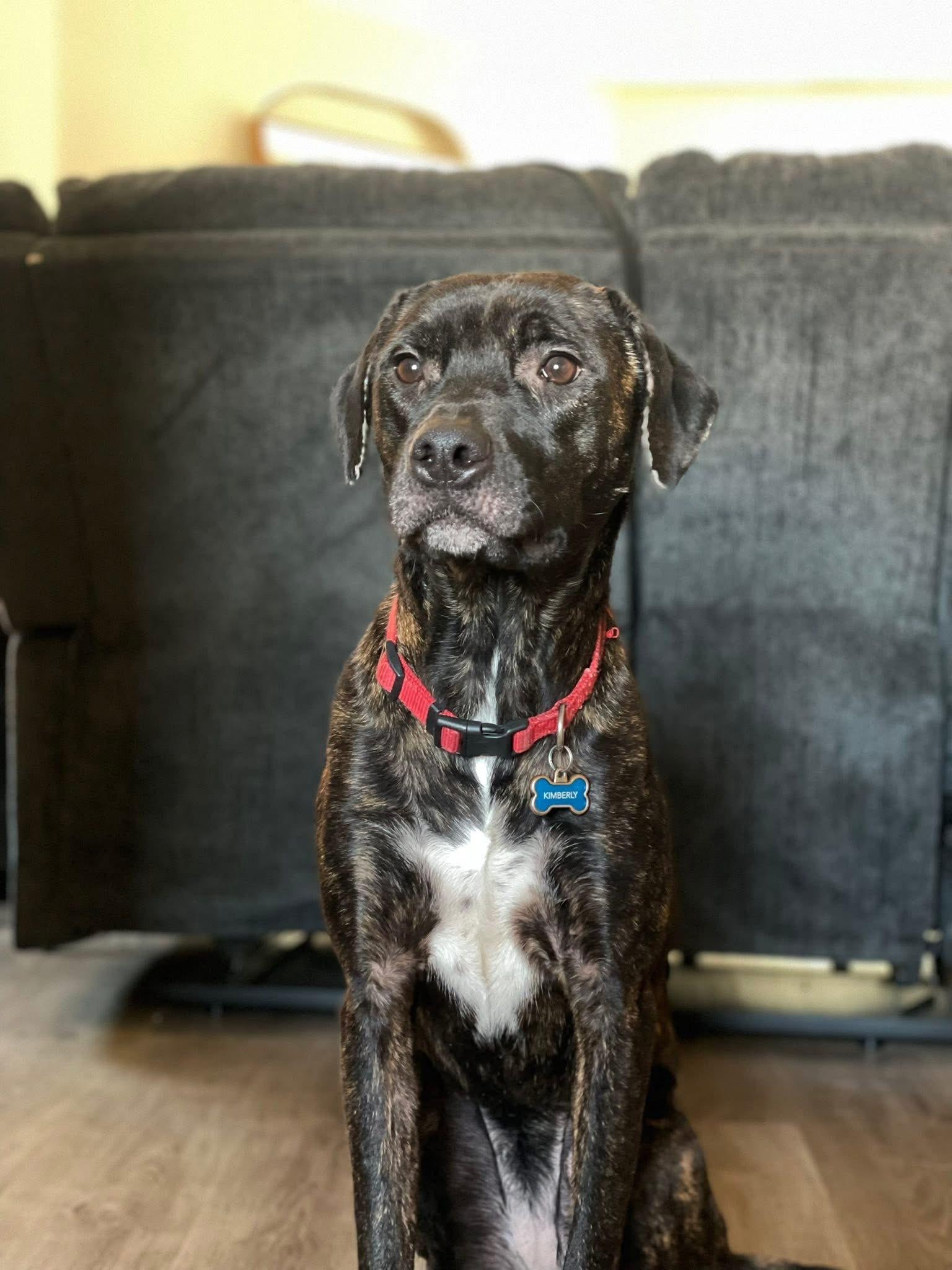 Kim ** COURTESY POST**, Adoptable, Adult Female Terrier.