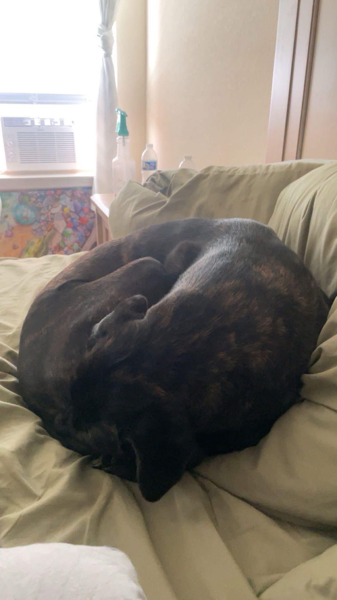 Kim ** COURTESY POST**, a Adoptable mixed breed in Frisco, TX image 4/5