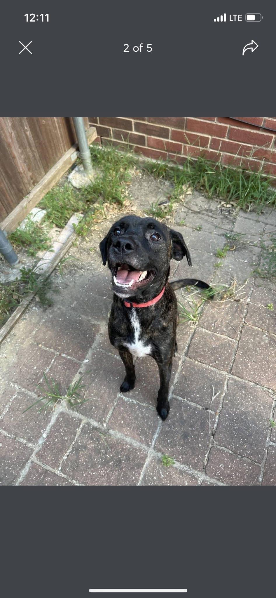 Kim ** COURTESY POST**, a Adoptable mixed breed in Frisco, TX image 5/5