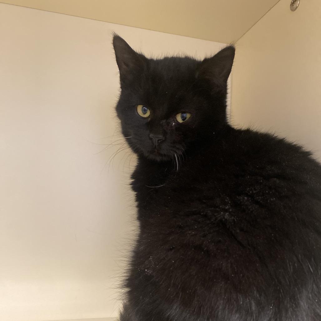 Enlarge Bodey, a Adoptable Domestic Short Hair in Dayton, OH image 1/2