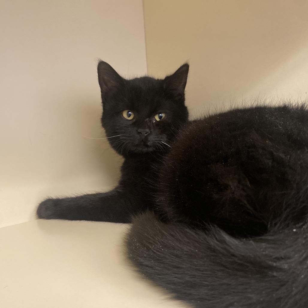 Enlarge Bodey, a Adoptable Domestic Short Hair in Dayton, OH image 2/2