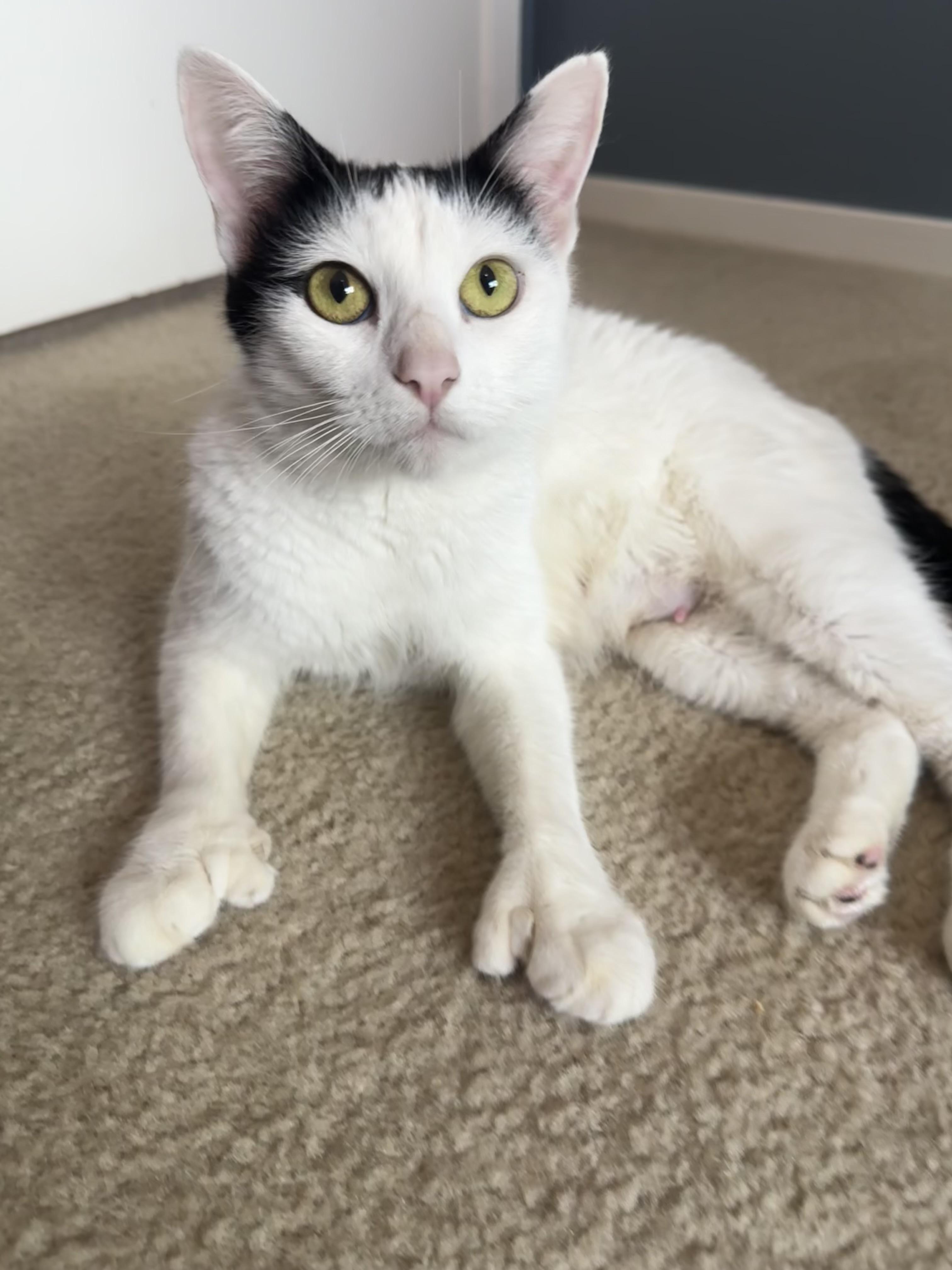 Enlarge Moira - Polydactyl, an adopted Domestic Short Hair in San Francisco, CA image 2/5