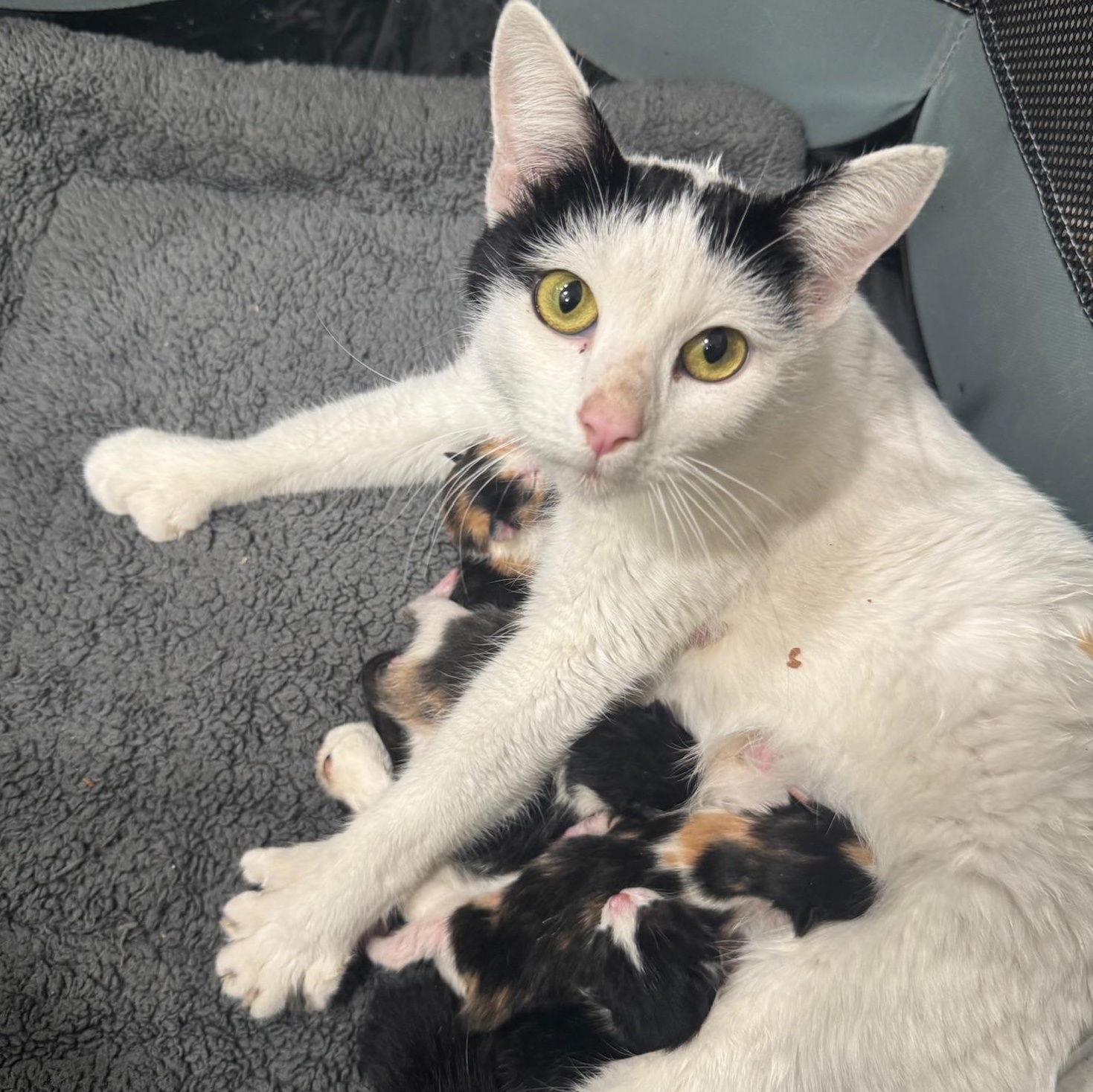 Enlarge Moira - Polydactyl, an adopted Domestic Short Hair in San Francisco, CA image 5/5