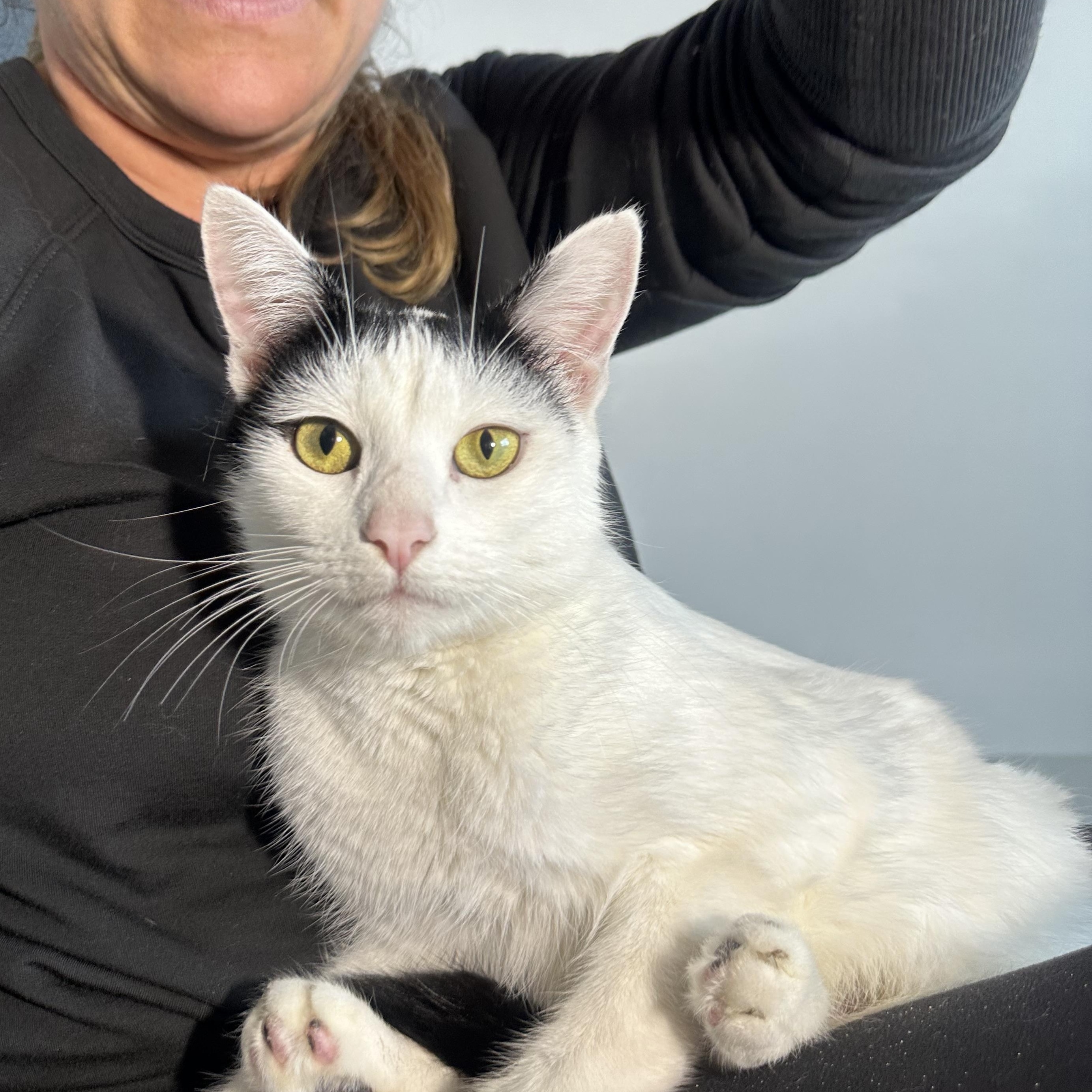 Enlarge Moira - Polydactyl, an adopted Domestic Short Hair in San Francisco, CA image 4/5
