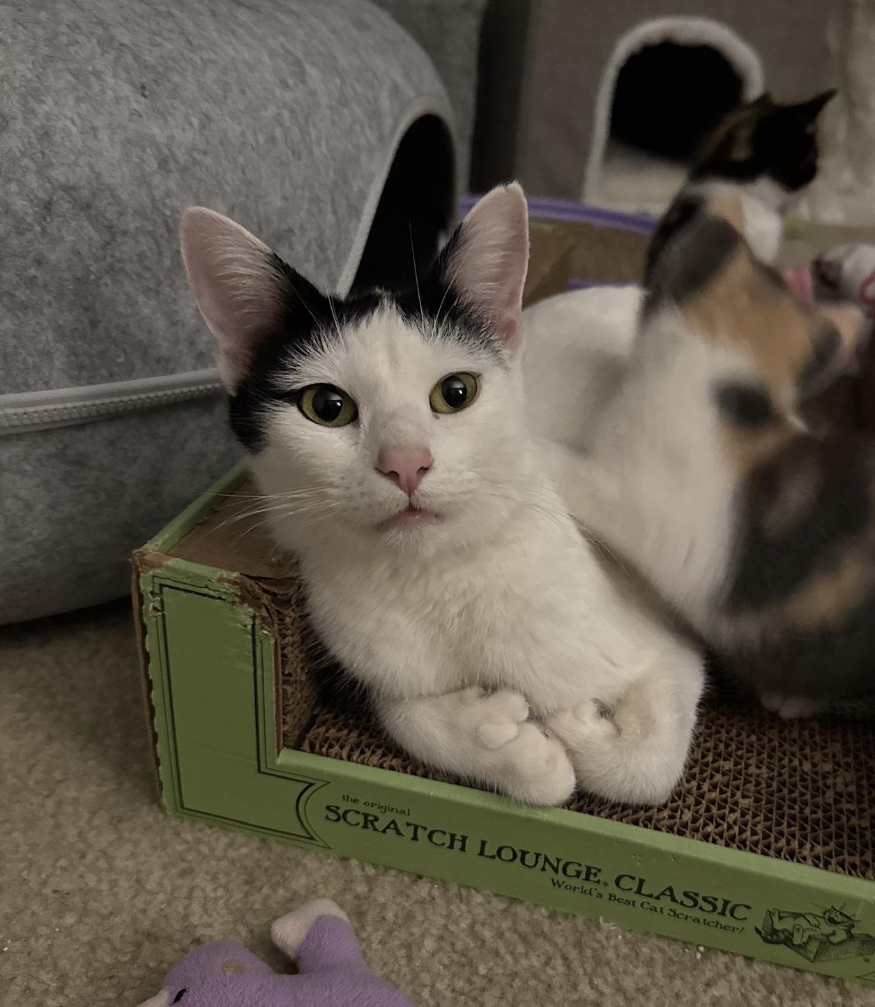 Moira - Polydactyl, adopted, Adult Female Domestic Short Hair.