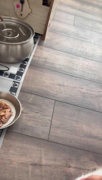 Enlarge Moira - Polydactyl, an adopted Domestic Short Hair in San Francisco, CA video 3/5