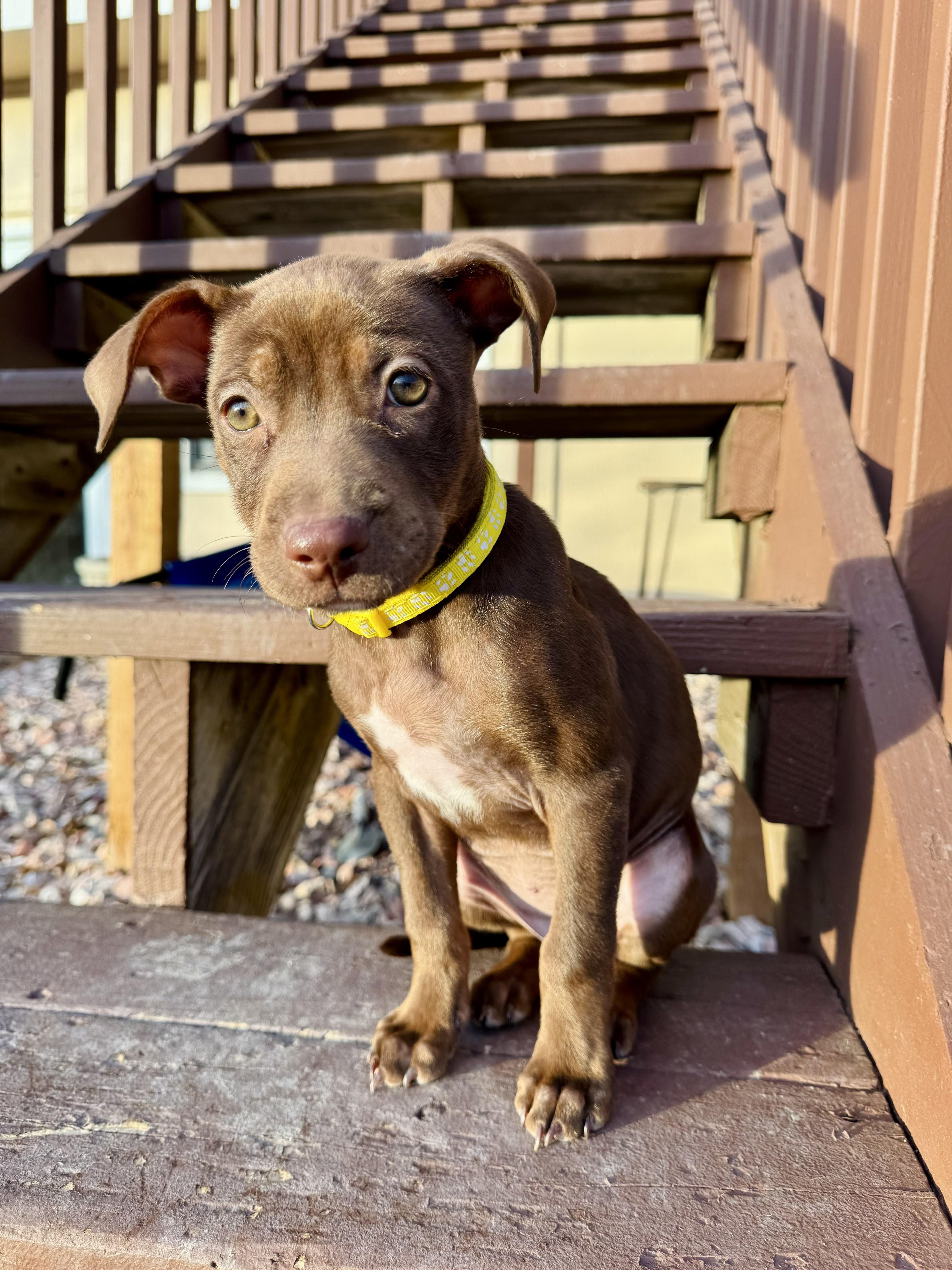Dutchess, adopted, Puppy Female Mixed Breed & Labrador Retriever.