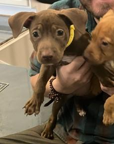 Enlarge Dutchess, an adopted mixed breed in Littleton, CO image 3/5