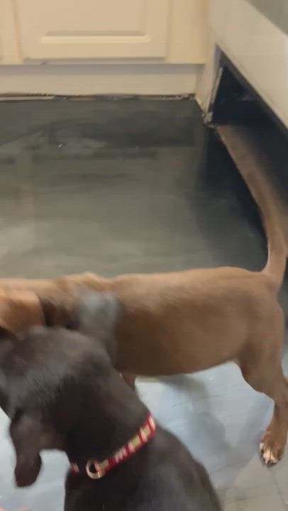 Enlarge Dutchess, an adopted mixed breed in Littleton, CO video 5/5