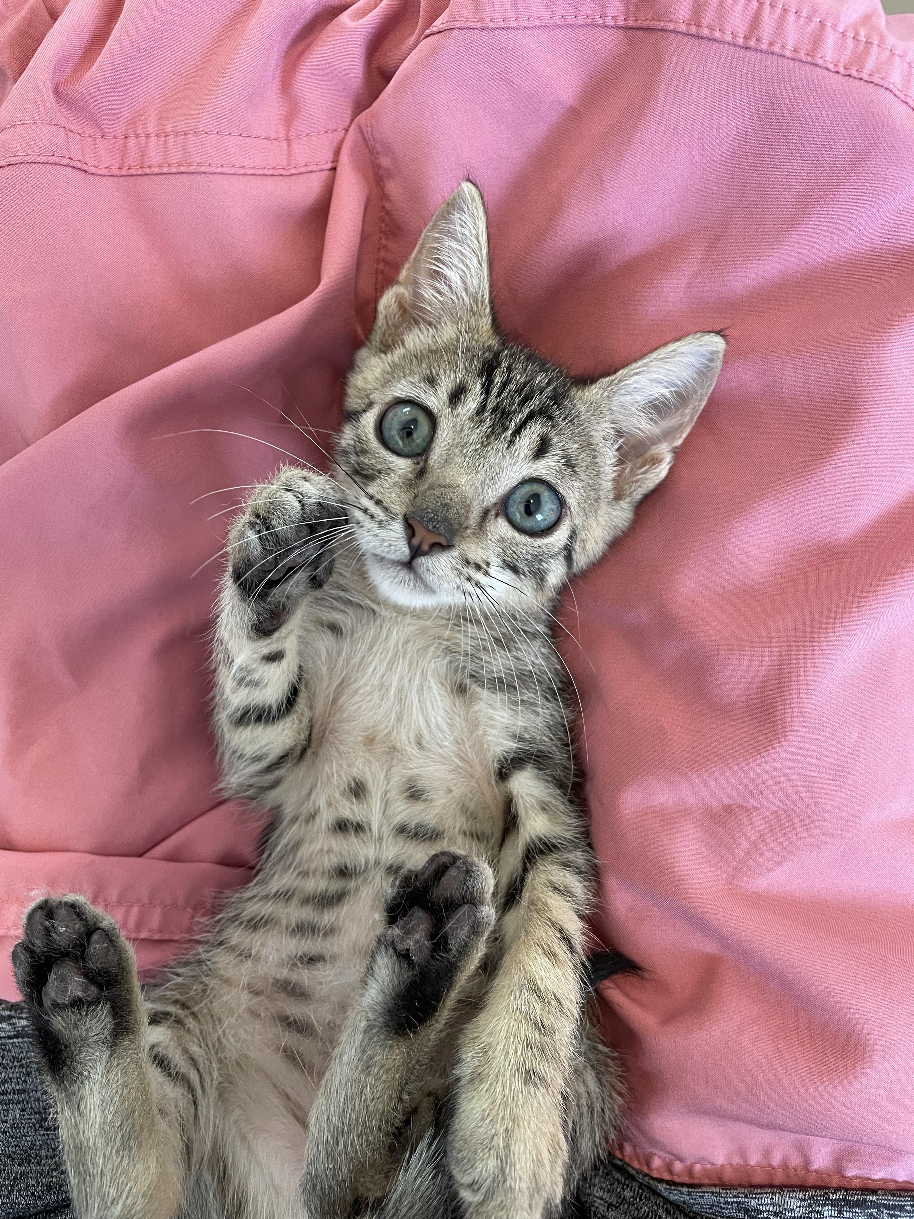 Enlarge Eddie, a Adoptable Domestic Short Hair in Arlington, VA image 3/5