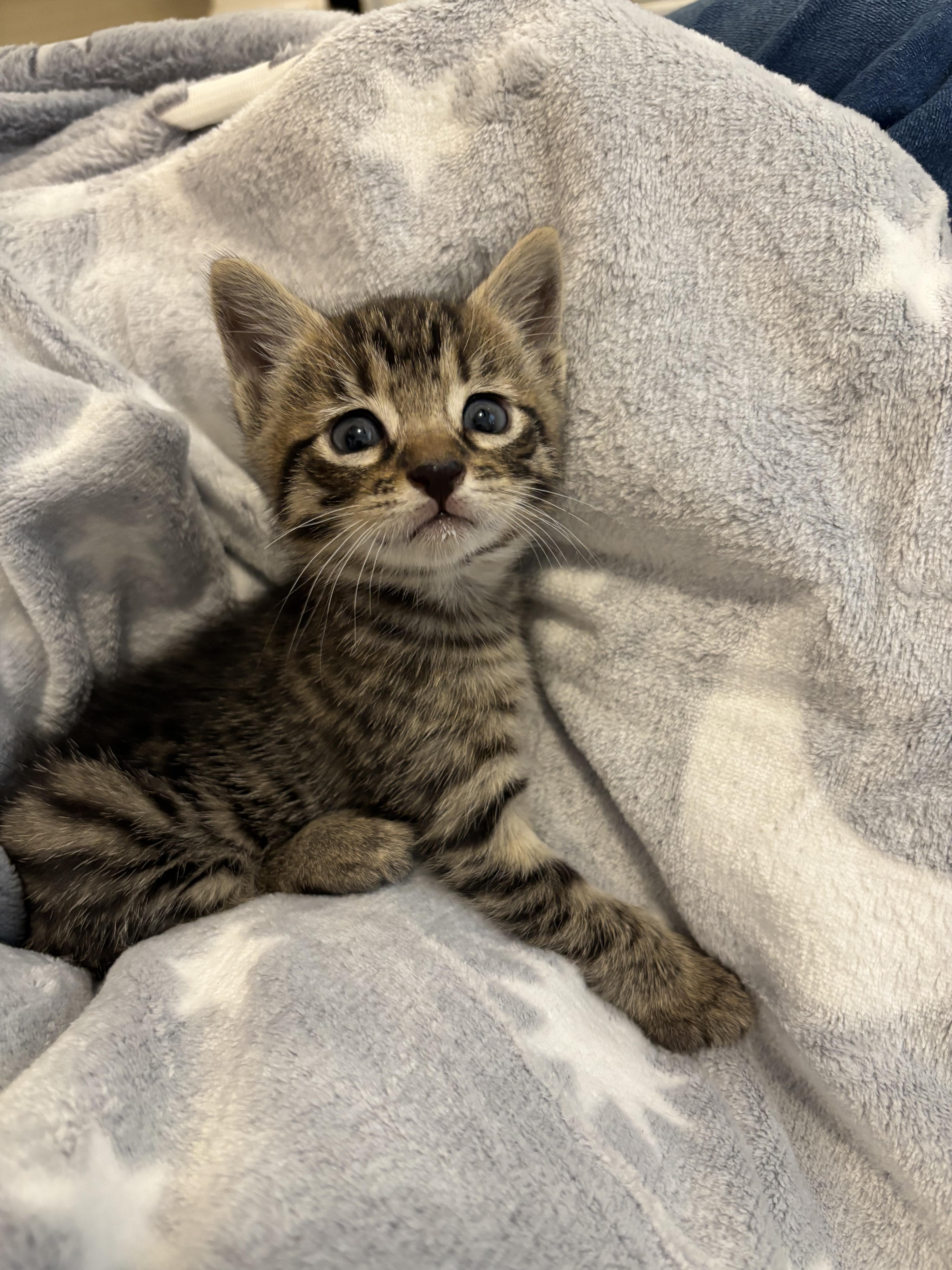 Enlarge Eddie, a Adoptable Domestic Short Hair in Arlington, VA image 1/5