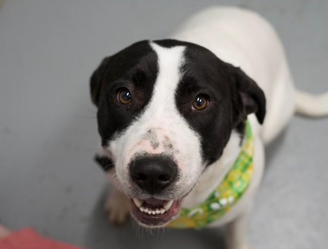 Enlarge Roxie, a ADOPTABLE mixed breed in Fayetteville, AR image 3/4