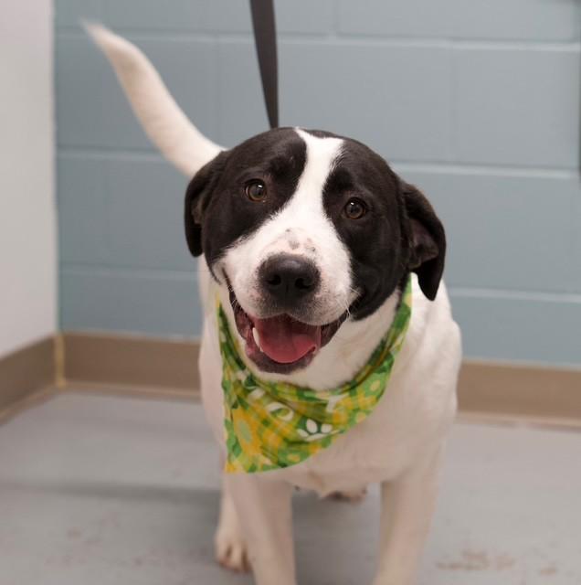 Enlarge Roxie, a ADOPTABLE mixed breed in Fayetteville, AR image 4/4