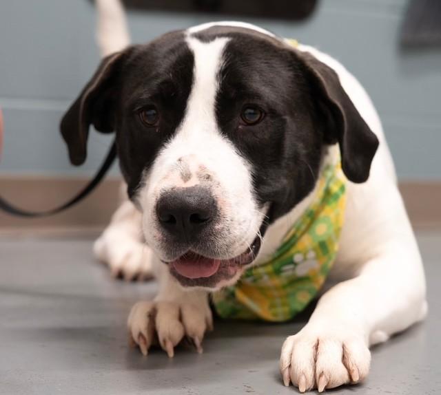 Roxie, ADOPTABLE, Adult Female Great Pyrenees & Pit Bull Terrier.