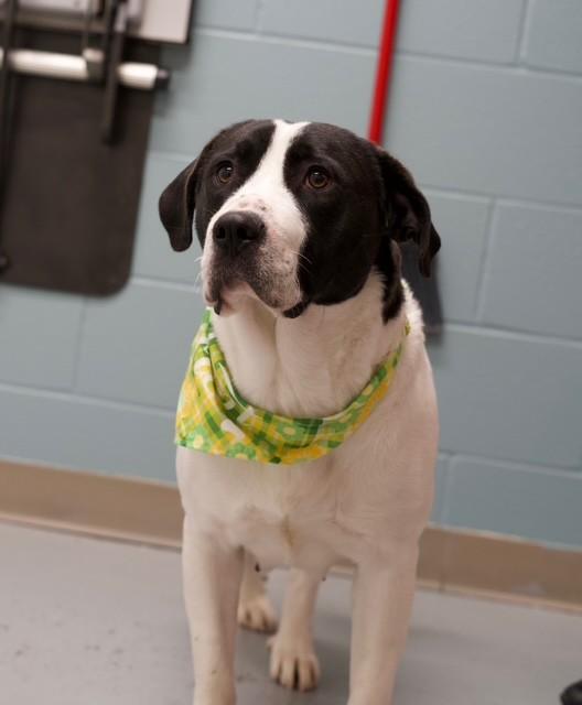 Enlarge Roxie, a ADOPTABLE mixed breed in Fayetteville, AR image 2/4