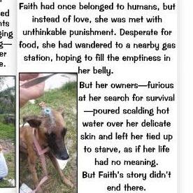 Faith, Adoptable, Adult Female Mixed Breed.