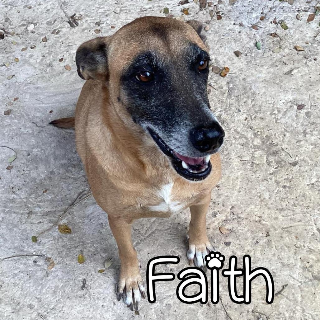 Faith, a Adoptable Mixed Breed in Calverton, NY image 2/6