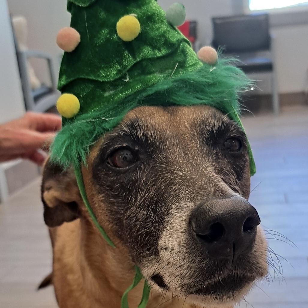 Faith, a Adoptable Mixed Breed in Calverton, NY image 4/6