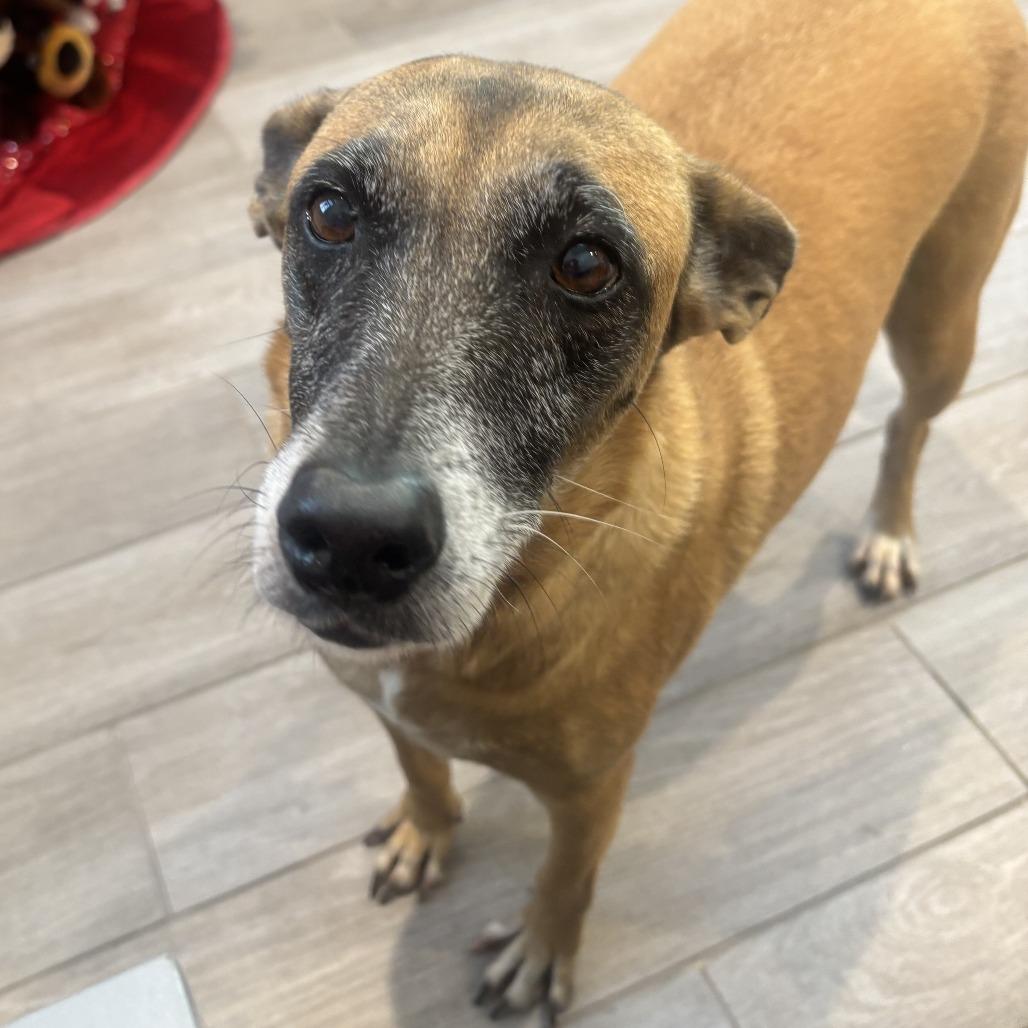 Faith, a Adoptable Mixed Breed in Calverton, NY image 5/6