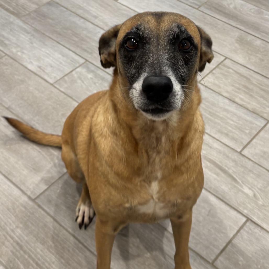 Faith, a Adoptable Mixed Breed in Calverton, NY image 6/6