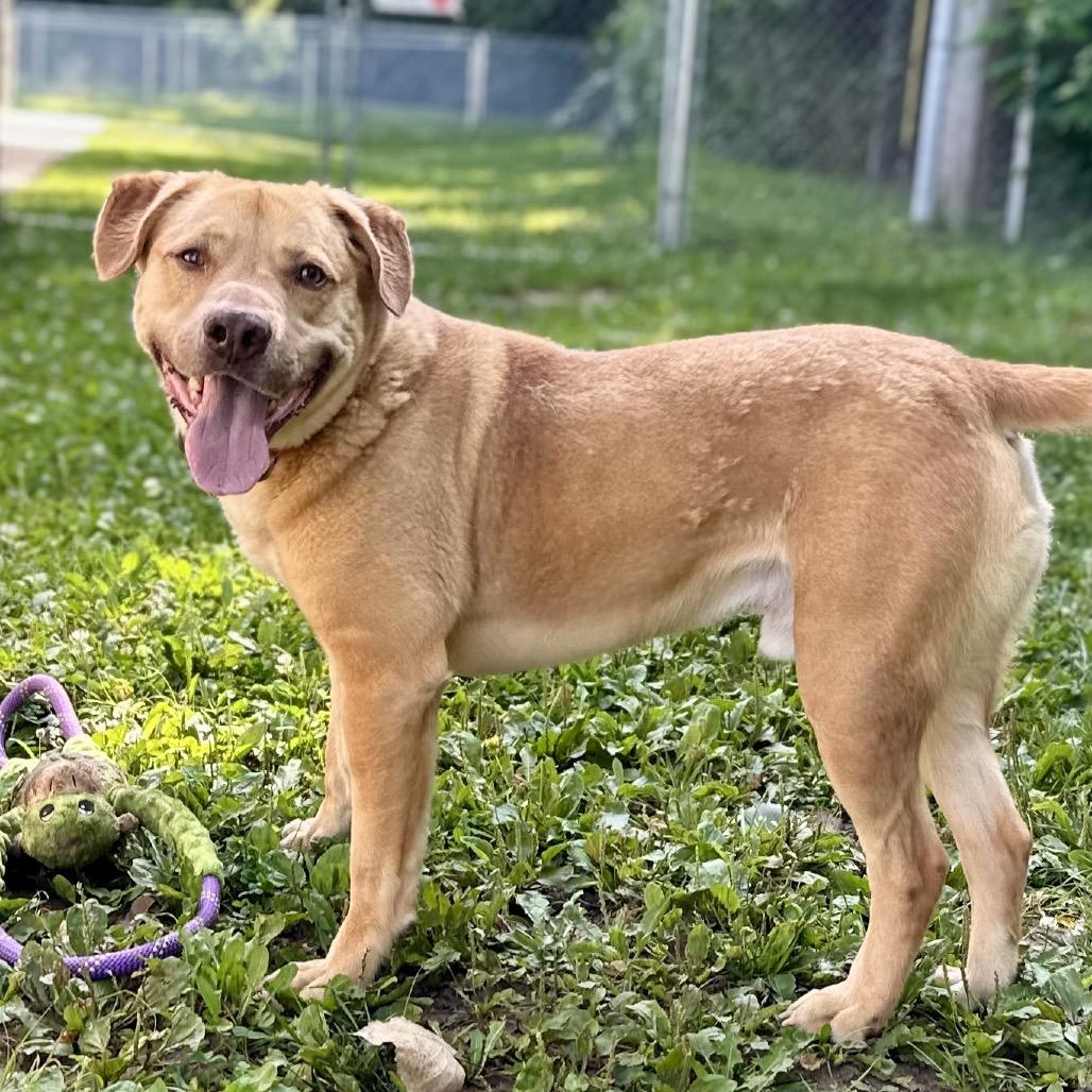 Enlarge Melman, a Adoptable Mixed Breed in Warrensburg, MO image 1/6