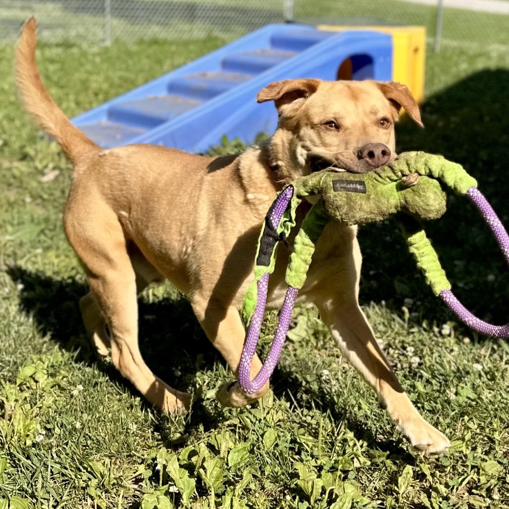 Enlarge Melman, a Adoptable Mixed Breed in Warrensburg, MO image 2/6