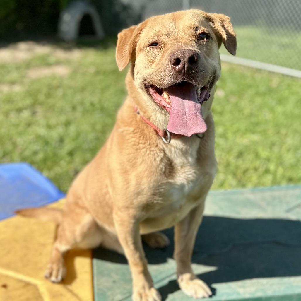 Enlarge Melman, a Adoptable Mixed Breed in Warrensburg, MO image 3/6